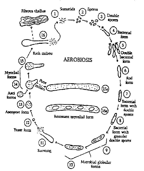 somatid3 life cycle